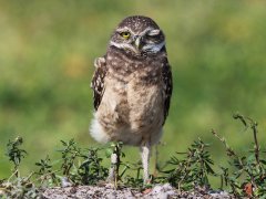 Gordon Mills-Burrowing Owl Florida-Very Highly Commended.jpg